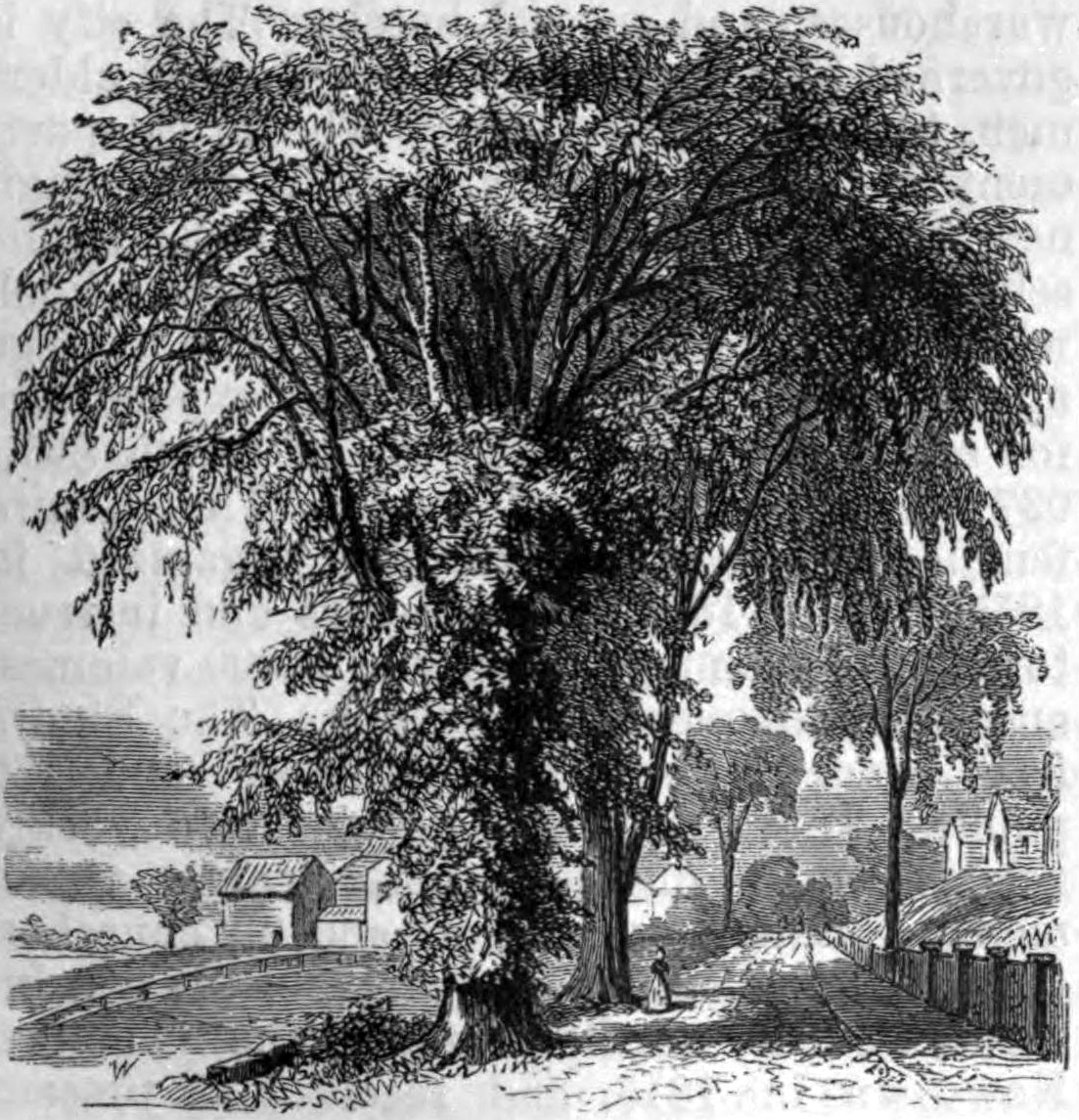 American elm (Ulmus Americana), The American Cyclopædia